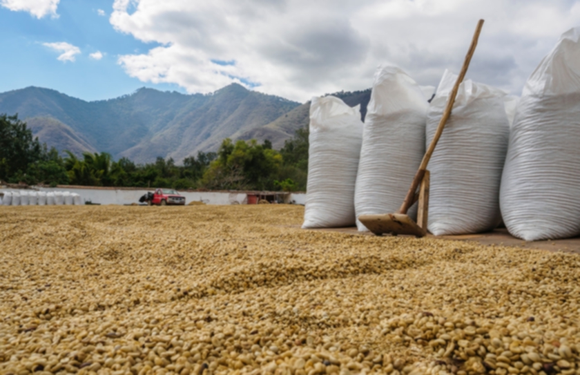 Does Harvest Rain Destroy Coffee Quality?