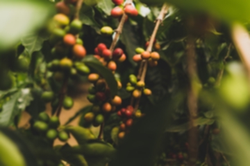 How Does The Fermentation Process Affect Coffee Flavor?