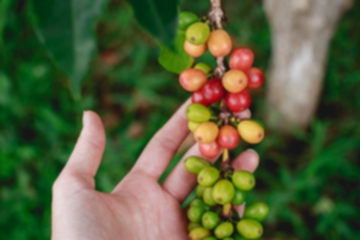 How Does The Fermentation Process Affect Coffee Flavor?